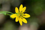 Kidneyleaf rosinweed